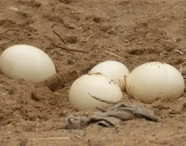 ostrich eggs