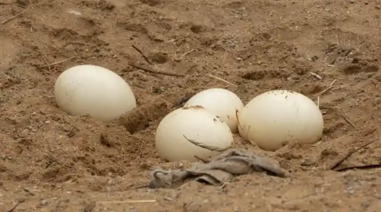 ostrich eggs